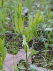 Uvularia floridana