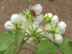 Crataegus ouachitensis