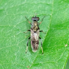 Nothomyia