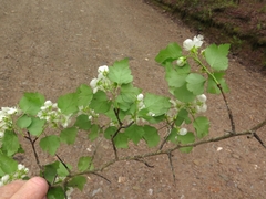 Crataegus ouachitensis