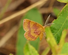 Erastria coloraria