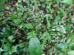 Sanicula lamelligera
