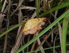 Hemeroplanis scopulepes