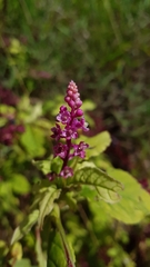 Phytolacca thyrsiflora