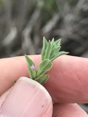 Epilobium campestre