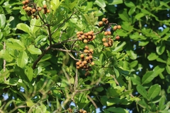 Sapindus emarginatus