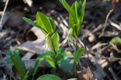 Uvularia floridana
