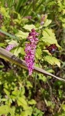 Phytolacca thyrsiflora