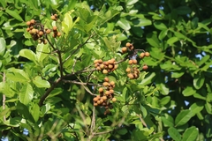 Sapindus emarginatus