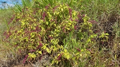 Phytolacca thyrsiflora