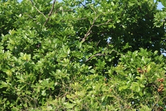 Sapindus emarginatus