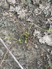 Plagiobothrys acanthocarpus