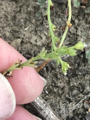 Plagiobothrys acanthocarpus