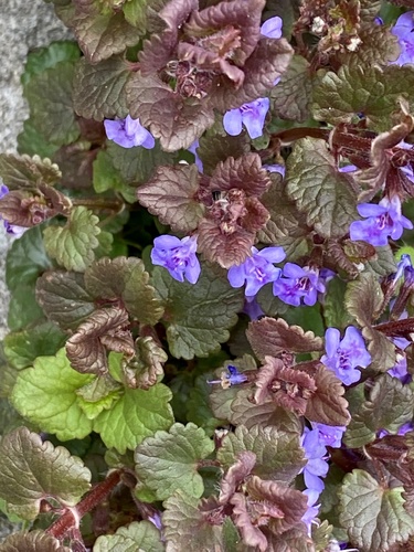 Glechoma hederacea