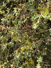 Acmispon junceus junceus