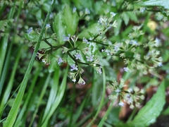 Sanicula lamelligera