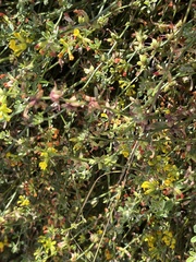 Acmispon junceus junceus