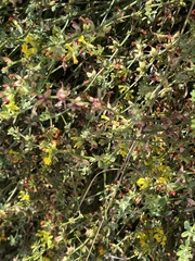 Acmispon junceus junceus