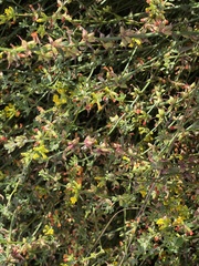 Acmispon junceus junceus