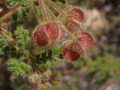 Dodonaea vestita