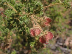 Dodonaea vestita