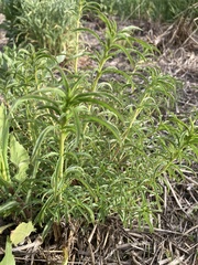Asclepias fascicularis