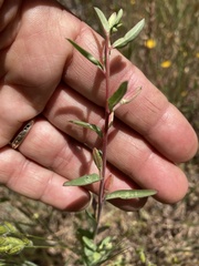 Clarkia springvillensis