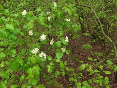 Crataegus ouachitensis