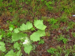 Crataegus ouachitensis
