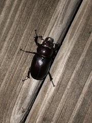 Lucanus placidus