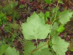 Crataegus ouachitensis