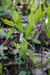 Uvularia floridana