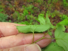 Crataegus ouachitensis