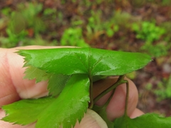 Crataegus ouachitensis