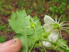 Crataegus ouachitensis