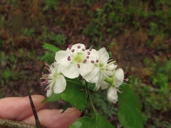 Crataegus ouachitensis