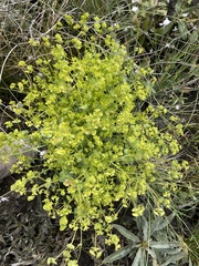 Euphorbia crenulata