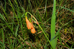 Stenomesson aurantiacum