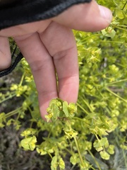 Euphorbia crenulata