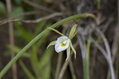 Brassavola tuberculata