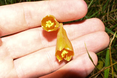 Stenomesson aurantiacum