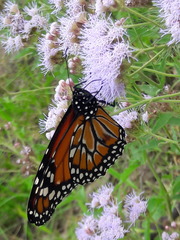 Danaus erippus