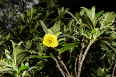 Columellia