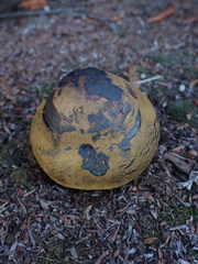Pisolithus thermaeus