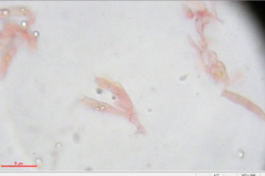 Tricholoma austrocolossus