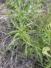 Asclepias fascicularis