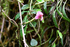 Rubus coriaceus