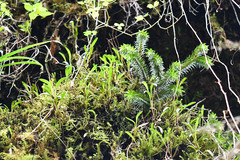 Phlegmariurus hartwegianus