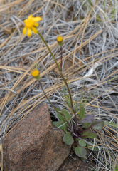 Packera hesperia