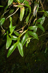 Epidendrum brevivenium